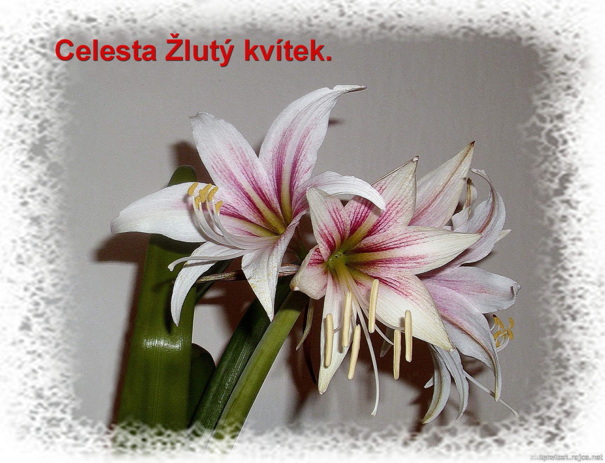 A2008-00)...Celesta Žlutý kvítek