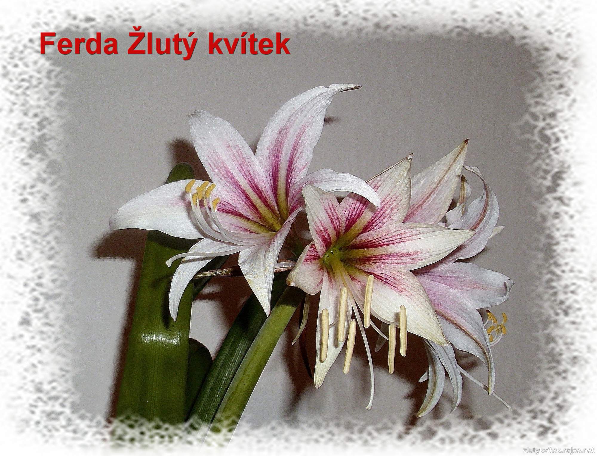 A2012-00)....
